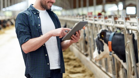 Ein junger Mann steht mit einem iPad in seinem Kuhstall