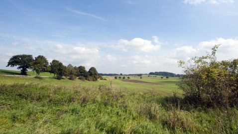 Weiß-blauer Himmel mit Bäumen und Wiesen