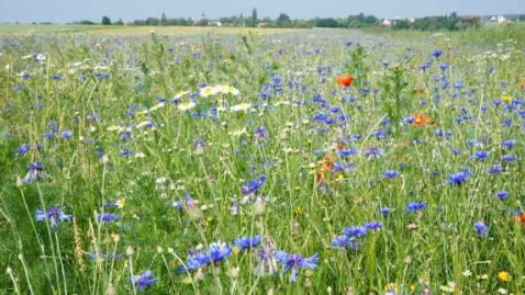 Ansicht Blumenwiese 