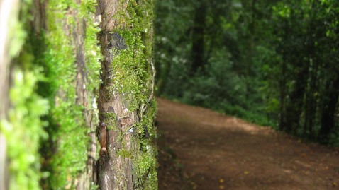 Waldweg in Bayern