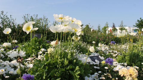 Blumenwiese Landesgartenschau