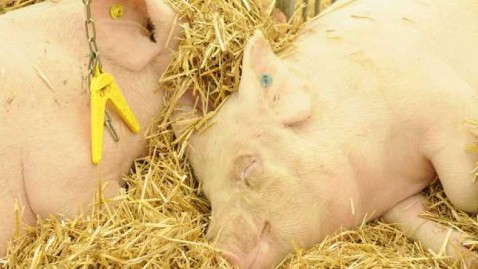 Bild Schweine schlafend im Heu