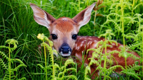 Ein Rehkitz versteckt sich im Gras