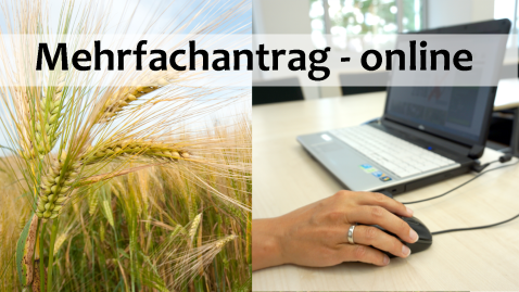 Mehrfachantrag online stellen