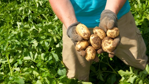 Kartoffelernte in Bayern