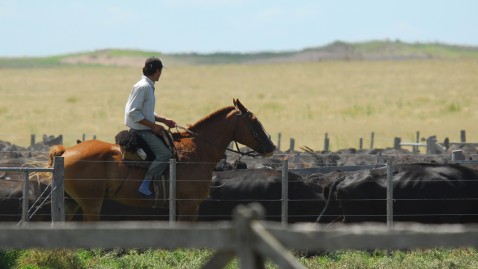 Ein Gaucho in Argentien bei seiner Rinderherde