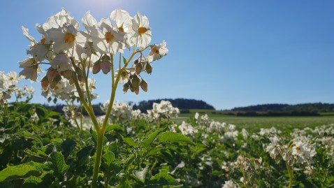 Kartoffelfeld in Blüte