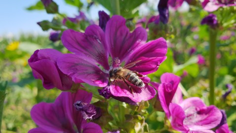 Blühstreifen für Wildbienen