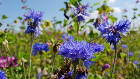 Blühstreifen für Wildbienen