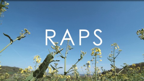 Schriftzug Raps über Blüten