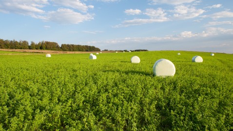 Zwischenfrüchte auf einem bayerischen Feld