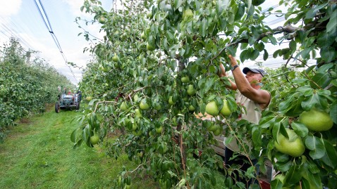 Saisonarbeitskräfte bei der Ernte in Bayern