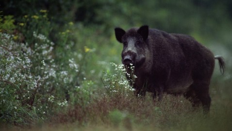 Ein Wildschwein im Wald