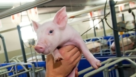 Ein junges Ferkel in einem Sauenstall