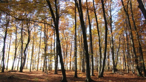 Herbstwald