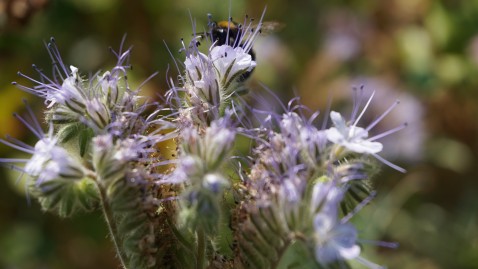 2018-08-01 Blühflächen und Trockenheit