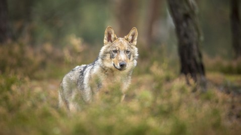 Ein Wolf im Wald