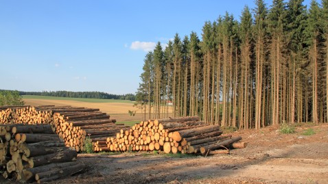 Wald mit Holz-Lager