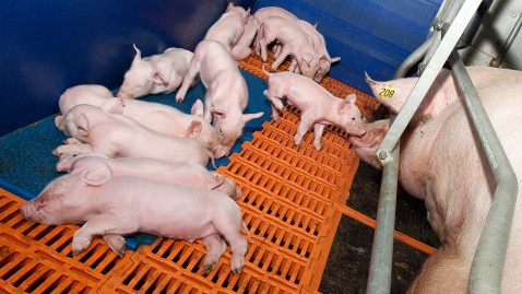 Ferkel in einem Stall mit Muttersau