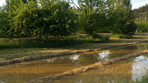 Hochwasser auf Obstwiese