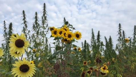 Wildpflanzenmischung Feld mit Sonnenblumen