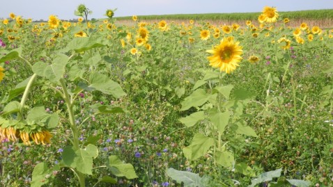 Feld