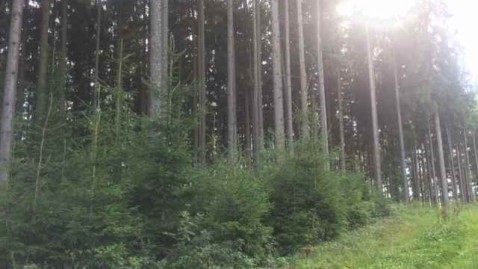 Wald und Grünfläche