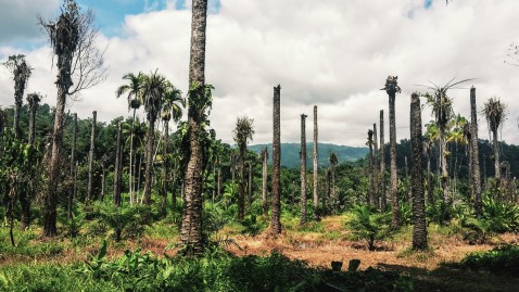 Palmölplantage auf Costa Rica