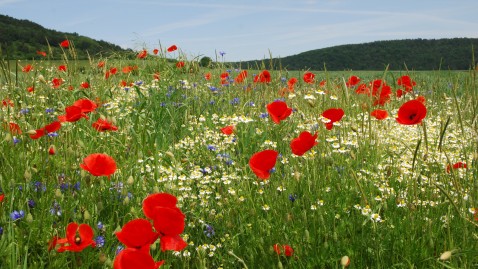 Mohnblüten