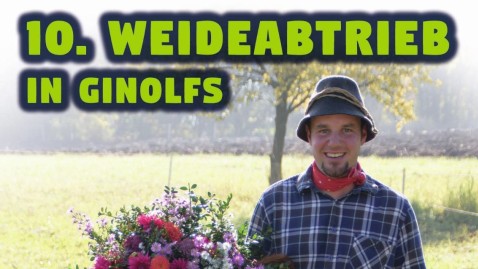 Weideabtrieb Ginolfs