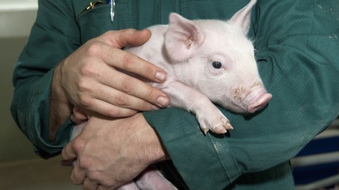 Ein Ferkel wird vom Landwirte auf dem Arm gehalten. 