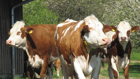 Kühe auf Obstwiese in Bayern