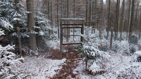 Saufang im Nationalpark Bayerischer Wald