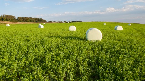 Grünland in Bayern