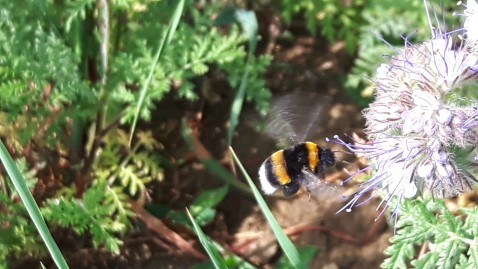 Hummel in einer Blühfläche