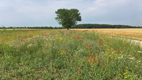 Grünland in Bayern 