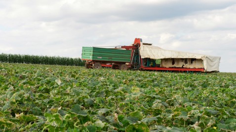 Gurkenflieger