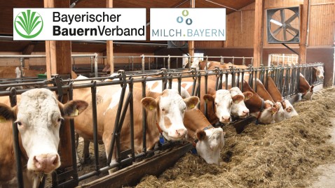 Fleckvieh-Rinder im Laufstall