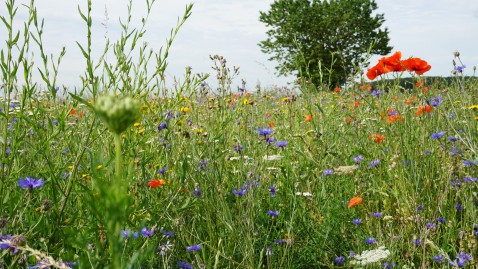 Ein Feld Feldrandstreifen zu "Blühende Rahmen"