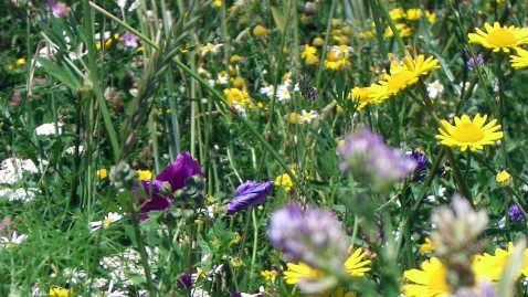 Bild von bunten Blumen auf einer Wiese als Blühstreifen von "Blühende Rahmen".