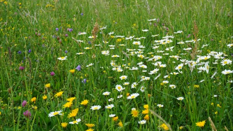 Blumenwiese