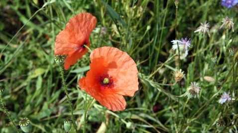 Eine Mohnblume in einem Blühstreifen "Blühende Rahmen".