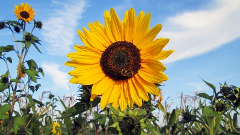 Blühende Sonnenblume auf dem Feld eines Bauern in Bayern