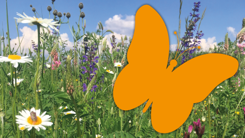 Blumenwiese mit Schmetterling