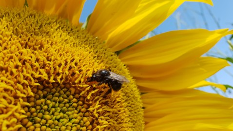 Landshuter Sonnenblume 