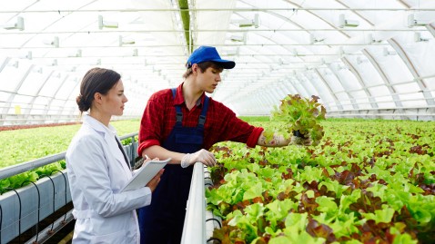 Im Gewächshaus arbeiten Wissenschaftlerin und Bauer zusammen