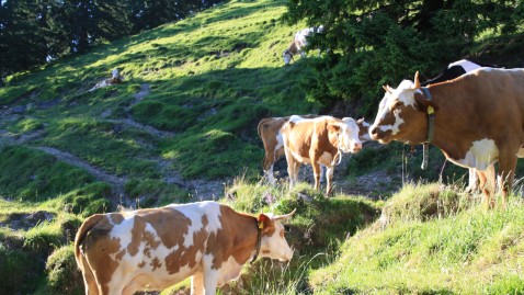 Bergweide mit Kühen