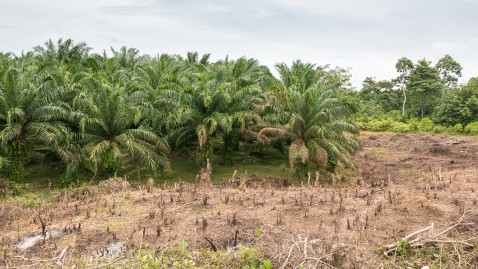 Palmölplantage und zerstörter Regenwald