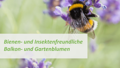 Broschüre Bienen- und Insektenfreundliche Pflanzen