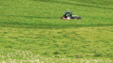 Mahd auf einer grünen Wiese